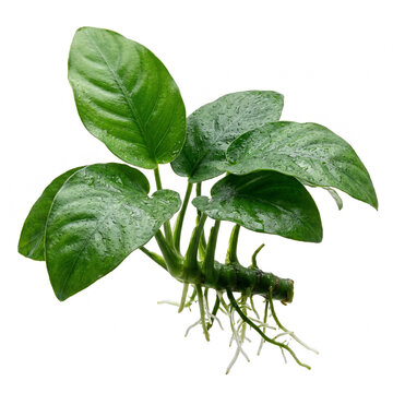Top View Image of Anubias Nana Aquarium Plant with Compact Glossy Green Leaves and Exposed Roots Isolated on White Background