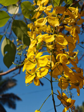 Vibrant yellow Amaltas flowers (Golden Shower tree) blooming against a clear blue sky.