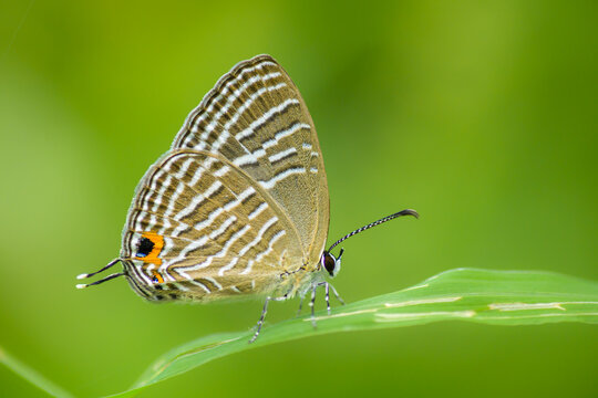 Macro close-up of a Common Cerulean butterfly (Jamides celeno) on a green leaf, showing delicate wing patterns, orange tail markings, and natural camouflage against a soft green background.