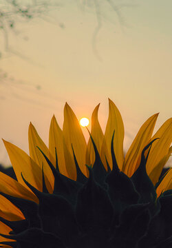 Sun between the petals of Sunflower during morning time.