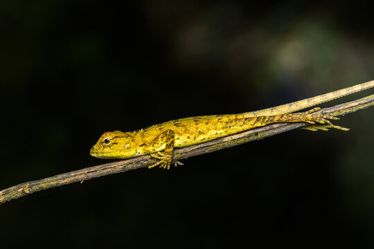 Garden lizard resting on the plant twig.