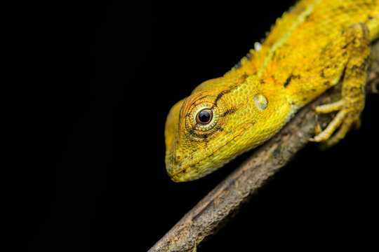 Close-up wildlife photograph of a yellow garden lizard perched on a slender branch against a dark background.