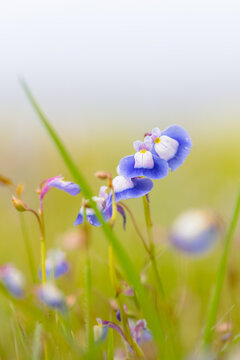 Blue bladderwort flowers fully bloomed on western ghats plateau during monsoon rainy season. Background blur with selective focus on flower and vertical orientation.