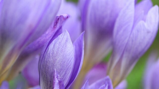 autumn crocus, close-up of an autumn crocus, purple flowers in autumn, poisonous flowers, purple-pink flowers blowing in the wind in the meadow, lilac autumn crocus