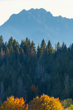 Autumn colors contrasting with Krivan mountain in Slovakia