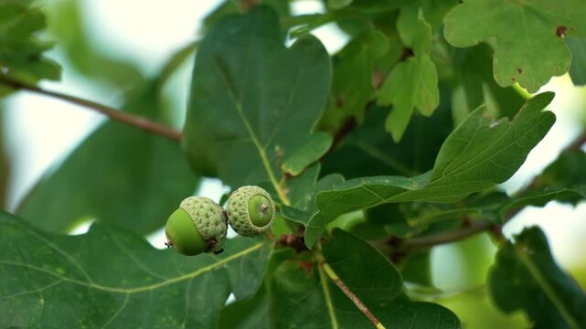 Green acorns swaying in wind footage