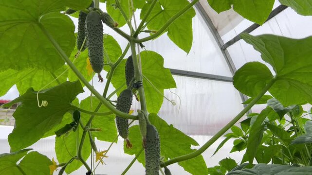 Fresh cucumbers hang from healthy vines inside a modern greenhouse. Ideal for farming ads, gardening guides, recipe blogs, and social media videos.