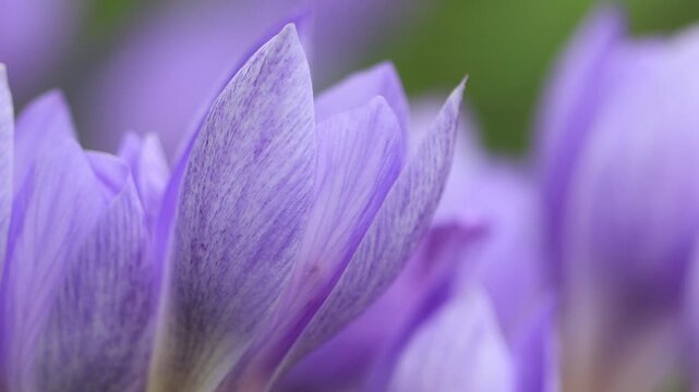 Close-up of an autumn crocus, purple flowers in autumn, poisonous flowers, purple-pink flowers blowing in the wind in the meadow, autumn crocus