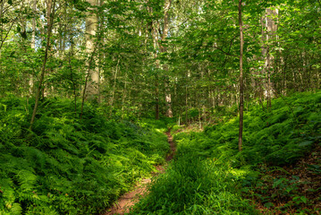 Obraz premium Wooded hiking trail along the Boone Trail in French Creek State Park, Pennsylvania, surrounded by mature forest and lush greenery.