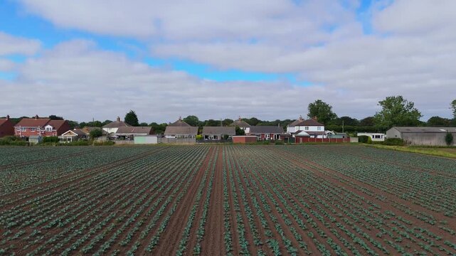 Rows of young green plants stretch across vast farmland. Sky overhead holds soft, drifting clouds. Village homes dot the horizon's edge. Calm fields signal quiet agricultural work