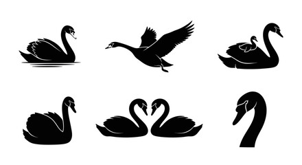 A group of swans are swimming and flying in a serene lake environment. © uzumaki