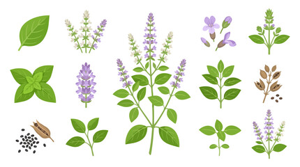 Fototapeta premium Forest Basil Flower Vector Illustration | Medicinal Botanical Herb Artwork | Wildflower Nature Vector Design