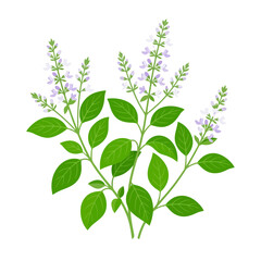 Fototapeta premium Forest Basil Flower Vector Illustration | Medicinal Botanical Herb Artwork | Wildflower Nature Vector Design