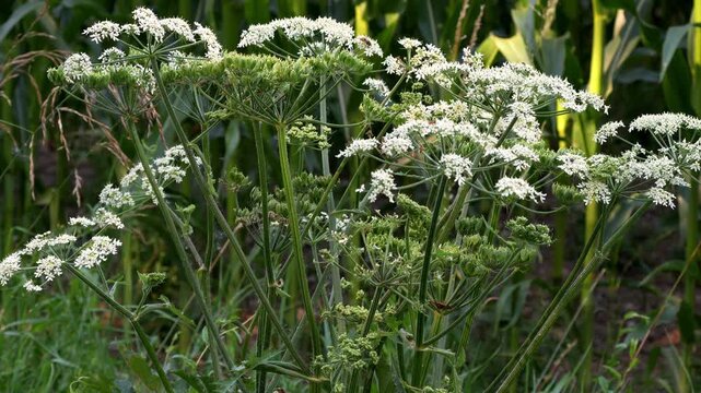 White cow parsnip in wind footage