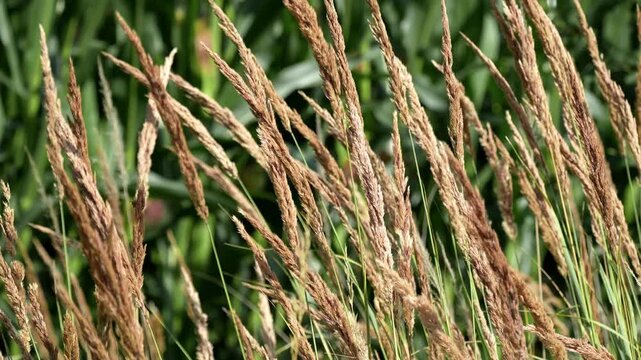 Dry grass swaying in wind footage