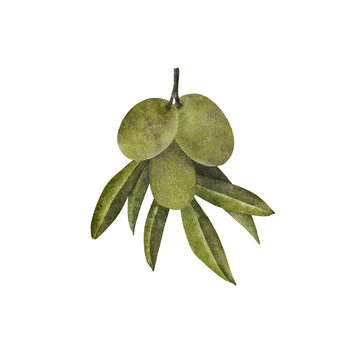 Watercolor Olive Cluster Illustration with Green Fruits and Leaves
