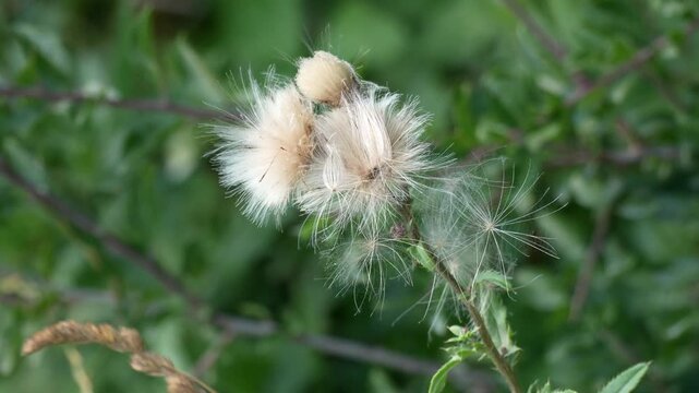Thistle seeds blowing in wind, footage