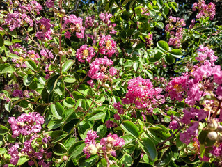 Fototapeta premium Pink Indian lilac in bright bloom. A color photograph of a pink Indian lilac tree in full bloom.