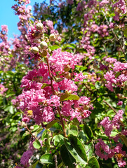 Fototapeta premium Pink Indian lilac in bright bloom. A color photograph of a pink Indian lilac tree in full bloom.