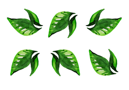 set of green leaves