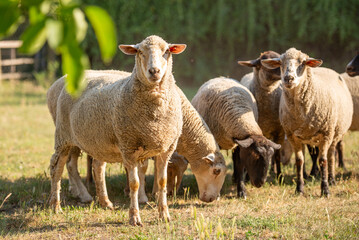 Obraz premium Sheep gather in the field under the sun in Bekes, Hungary during a warm afternoon