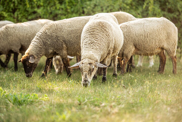 Obraz premium Sheep graze in a field in Bekes, Hungary on a sunny day enjoying the warm weather and green grass