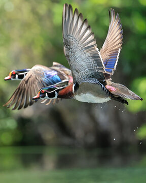 Two Male Wood Ducks in Flight Gorgeous Colors Trailing Water Droplets Peaceful River Scene
