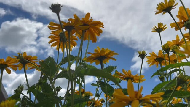 Yellow flowers sway beneath a dramatic cloudy sky with copy space. Ideal as a nature video background for ads, banners, and social media