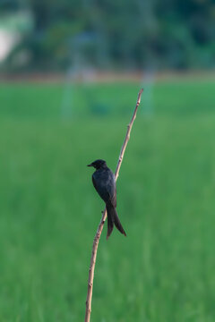 Solitary black drongo bird perched on a bare branch against green