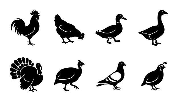Farm Bird Silhouettes: Rooster, Hen, Duck, Goose, Turkey, Pigeon, Quail Icons Set