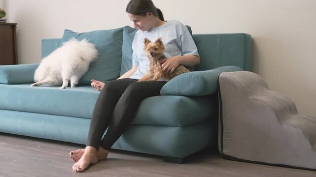 woman laughs as pomeranian digs sofa at home with two dogs. destructive pomeranian damages furniture while terrier watches. funny pomeranian creates chaos in family living room