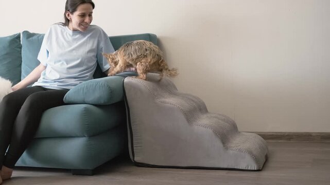woman helps elderly dog climb pet stairs onto sofa safely. senior dog uses ramp to avoid joint pain and arthritis. caring owner supports old dog with mobility aid for comfort.