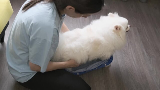 woman removes protective jumpsuit from white pomeranian after outdoor walk to keep it clean. clean dog stays safe from dirt and moisture outside. caring owner takes off dog suit.