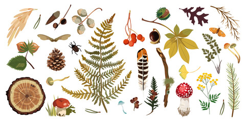 Collection of forest nature elements. The set includes leaves, acorns, chestnuts, pine cones, mushrooms, fern, berries, seeds, twigs, feathers, moss, grasses and other woodland treasures © Svetlana