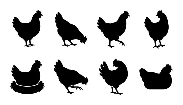 Chicken Silhouettes Vector Set: Farm Birds in Various Poses, Black on White Background, Poultry Graphics