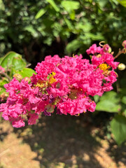 Obraz premium Pink bush of Indian lilac Lagerstroemia.Color photograph of lilacs on a sunny day.
