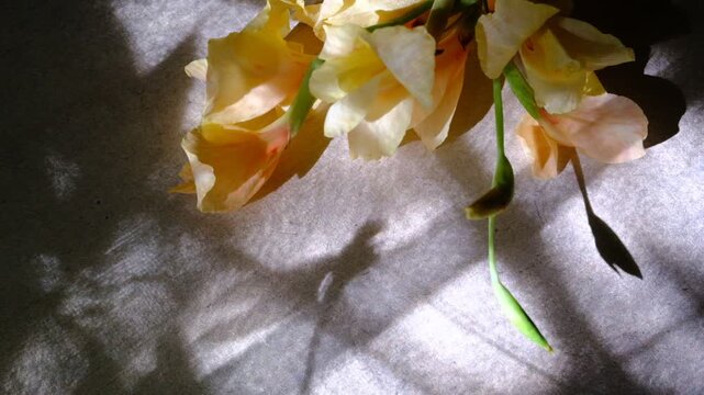 Yellow tropical flowers and moving shadow, shadow of the dragonfly. Elegance background with floral and sunlight. Majestic atmospheric mood