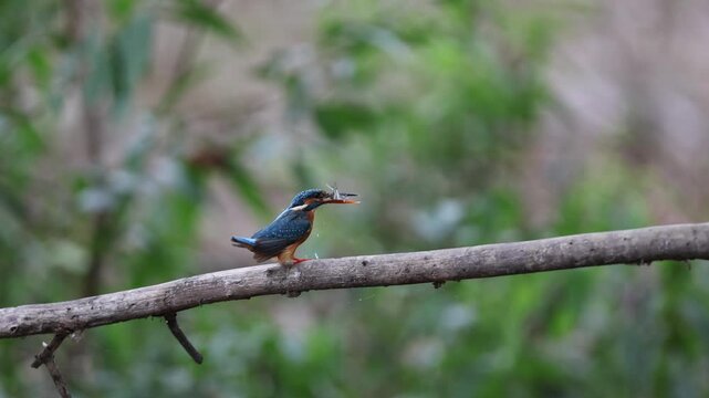 Common kingfisher fishing - wings spread, small fish in bill, riverside branch over water, green reeds - Panna National Park, Panna Tiger Reserve, Madhya Pradesh, India, 4K UHD wildlife footage
