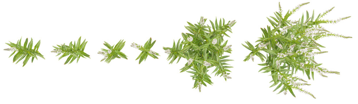 Collection of Lysimachia plants on transparent background from the top view