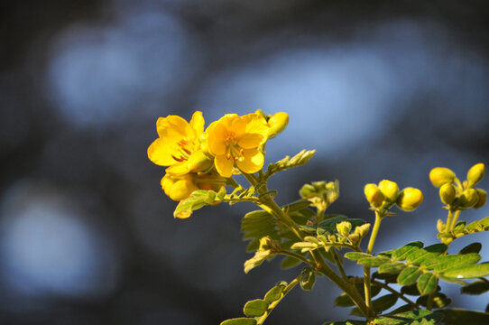 Quebracho or Chilean Senna (Senna Multiglandulosa), native shrub