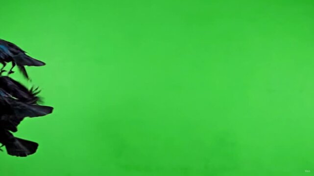 Flying Black Crows Green Screen Animation Spooky Raven Birds, Chroma Key Halloween Green Screen Animation.