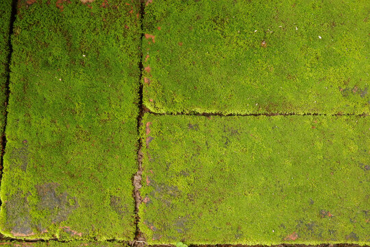 Red brick paving stones covered in natural green moss,Moss in forest and tree organic growth in a damp environment,showcasing natural texture background.