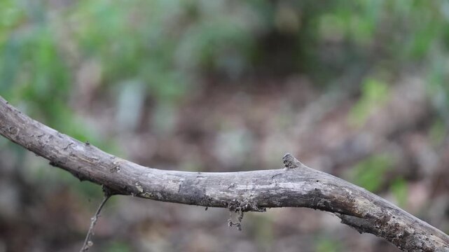 White-throated kingfisher perched on branch then flies off, forest edge branch over water - Panna National Park, Panna Tiger Reserve, Madhya Pradesh, India, 4K UHD wildlife footage