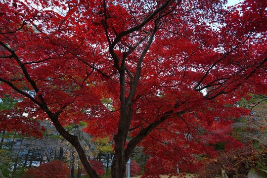 Colorful red Japanese maple foliage in the fall