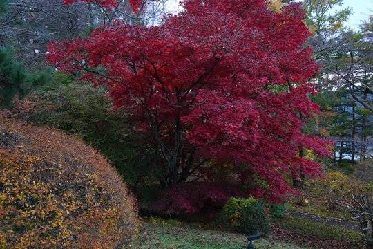 Colorful red Japanese maple foliage in the fall