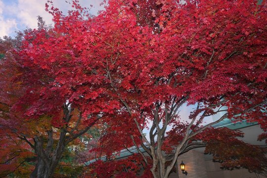 Colorful red Japanese maple foliage in the fall