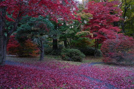 Colorful red Japanese maple foliage in the fall