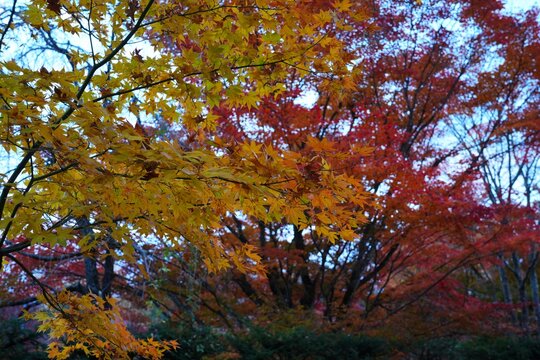 Colorful red Japanese maple foliage in the fall