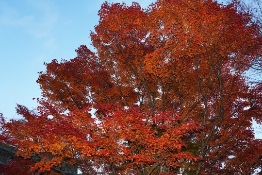 Colorful red Japanese maple foliage in the fall