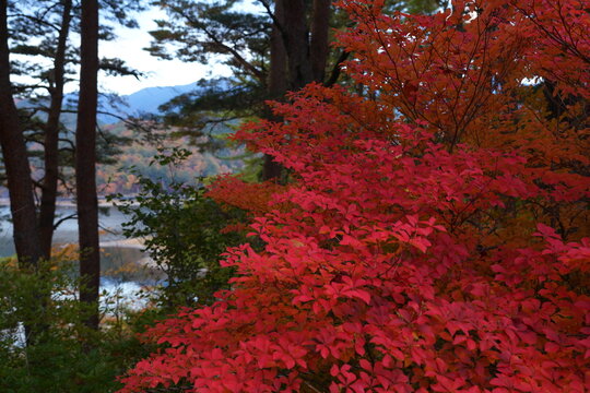 Colorful foliage in the fall in Lake Kawaguchi (Fujikawaguchiko), Japan